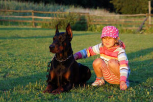 Dobermannzucht Tira Vento – Der Dobermann als treuer Familienbegleiter
